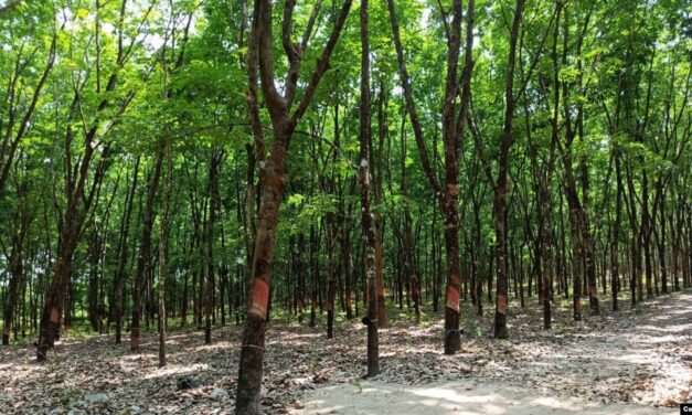 မတၞံထ္ၜိုတ်ဆက်မတ် သၞာံဏံ ၚုဟ်က္ဍၚ်တိုန်ကဝက်