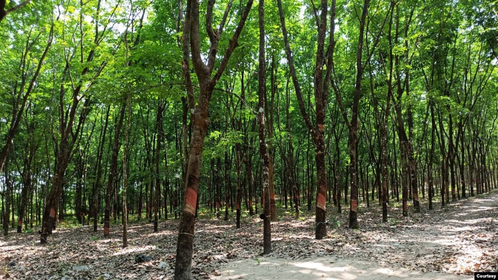 မတၞံထ္ၜိုတ်ဆက်မတ် သၞာံဏံ ၚုဟ်က္ဍၚ်တိုန်ကဝက်