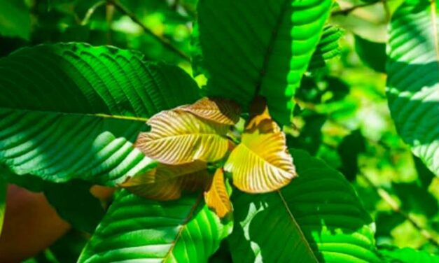 ပ္ဍဲဍုၚ်ကျာ်ပိဂှ် ဂကောံရပ်လွဟ်တံ ဟွံကဵုအခေါၚ်သွံရာန် ဍာ်တၞးၝာဲကထီု (တၞးဘိင်) ရ ဂး
