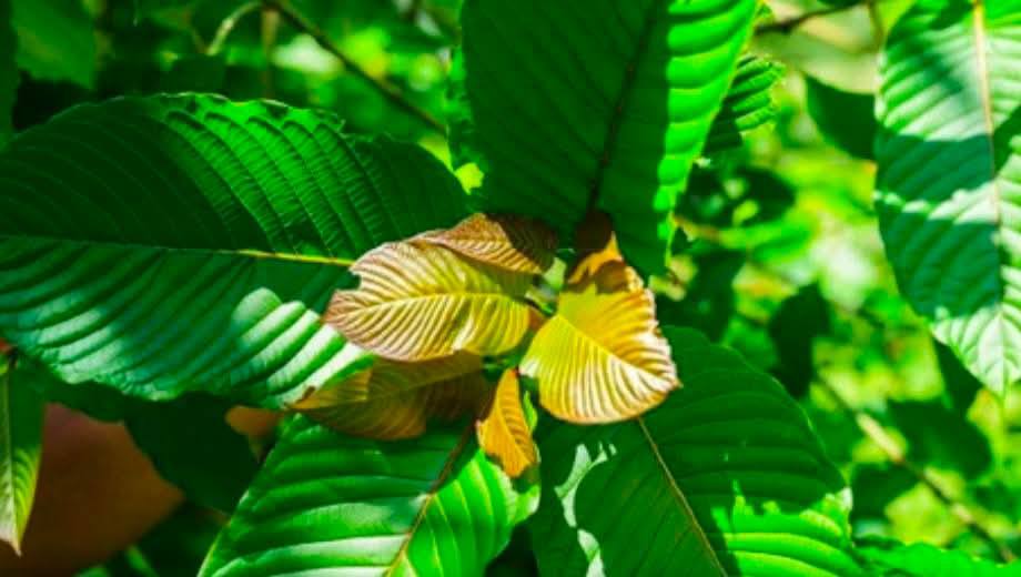 ပ္ဍဲဍုၚ်ကျာ်ပိဂှ် ဂကောံရပ်လွဟ်တံ ဟွံကဵုအခေါၚ်သွံရာန် ဍာ်တၞးၝာဲကထီု (တၞးဘိင်) ရ ဂး