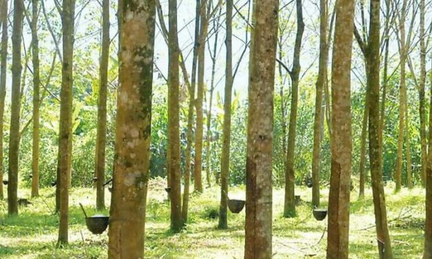 တၠကမၠောန်ရုၚ်ဂဒဵုထၜိုတ်တအ် ပြံၚ်ကၠောန်ရုၚ်ဗုတ်ထၜိုတ်ဂတှ်ေ အဆံၚ်သၠုၚ်ဂၠိုၚ်ကၠုၚ်