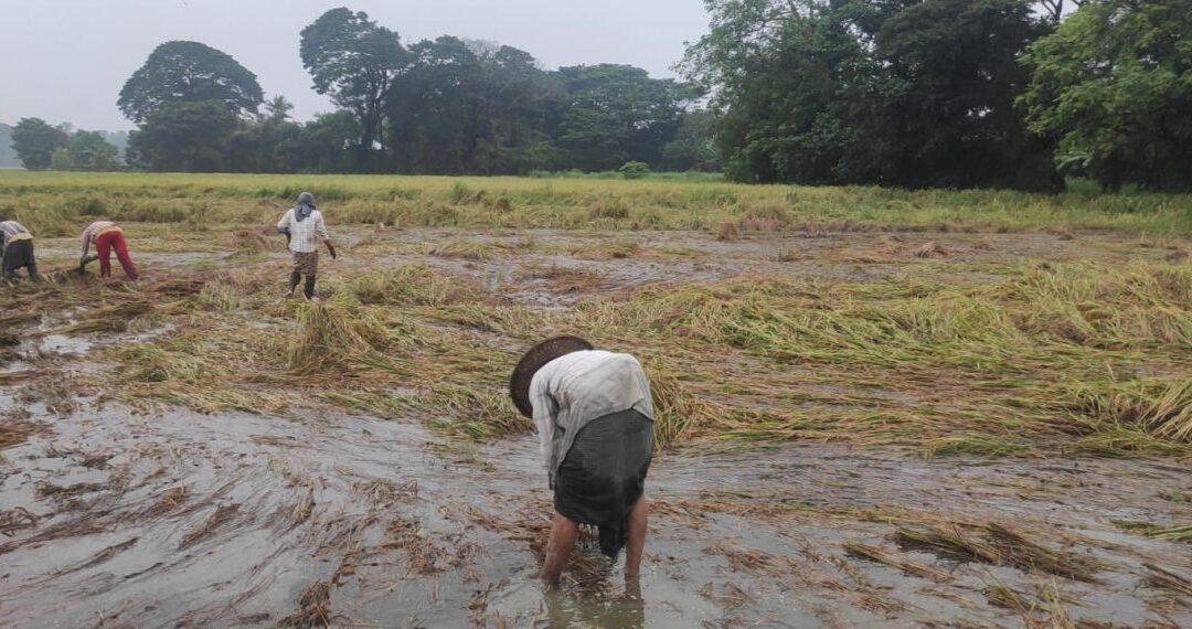 ဗြဲဟွံသေၚ်ကဵုအခိၚ် တရိုပ်ဂူဒၟံၚ်ဂၠိုၚ်ကဵုတ္ၚဲတုဲ သြောံရတ်လဝ်တုဲတအ် လီုလာ်၊ သီုကၠုတ်တိတ်ကၠုၚ်နွံ